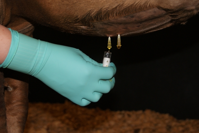 Peritoneal tap