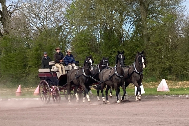 Andrew driving the Fenix team of Dutch horses with a Break